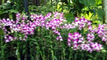 Orchidées au jardin botanique de Singapour