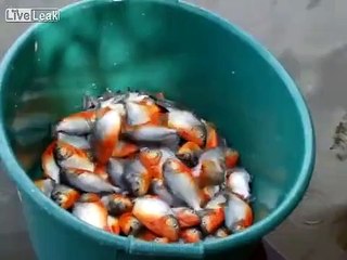 Bağırsak Parçası ile Pirana Yakalamak