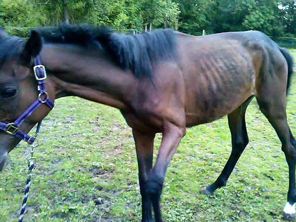 2014 mai : CYMAGIC découverte de l'enclos