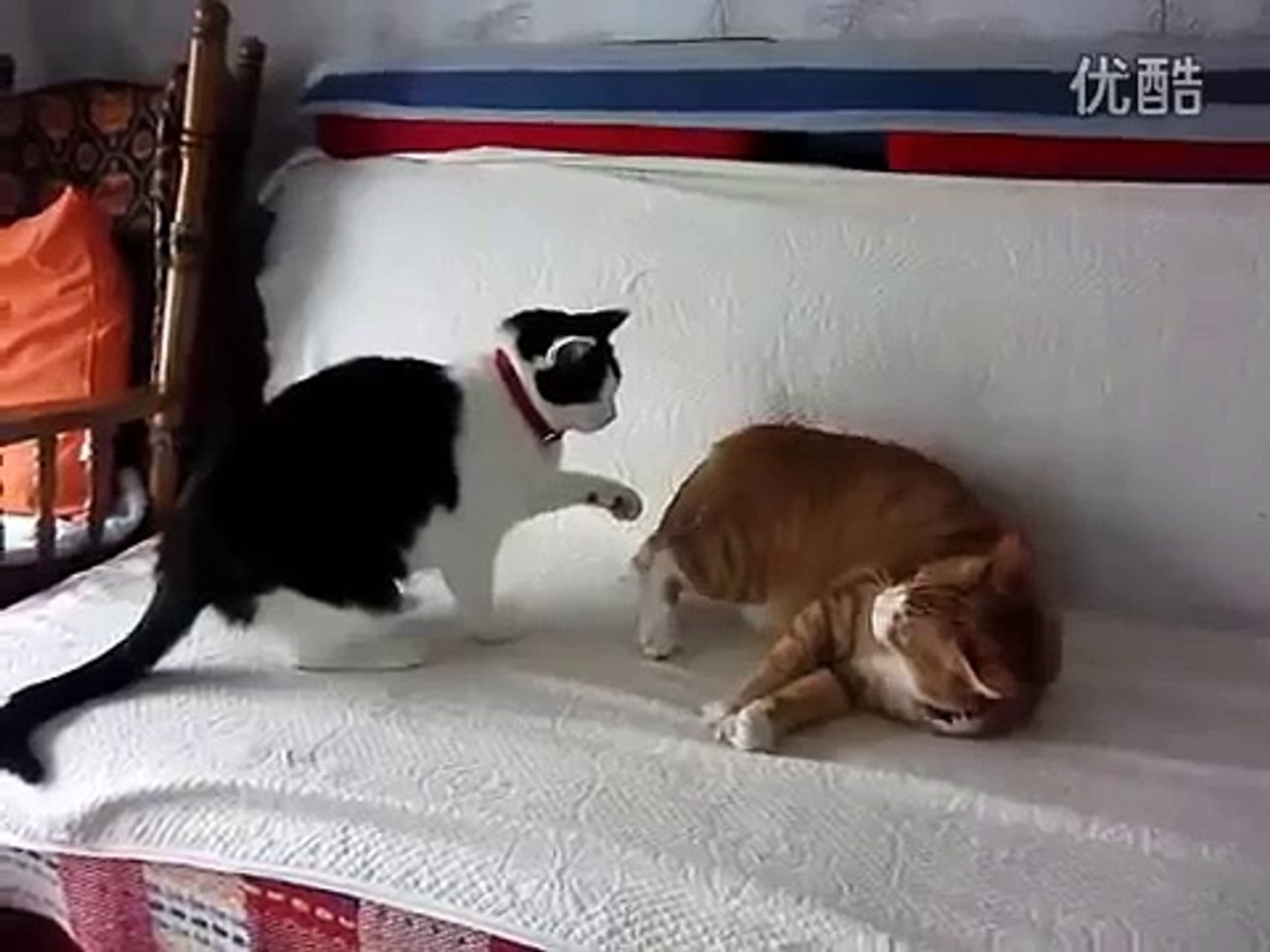 funny cats,funny animals,funny video,cute kittens,kittens,cats,funny cat videos