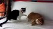 funny cats,funny animals,funny video,cute kittens,kittens,cats,funny cat videos