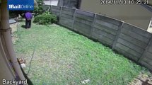 Ferocious chase, TINY guard dog chases off intruder