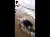 Tartaruga gigante encontrada morta na Praia do Uruaú
