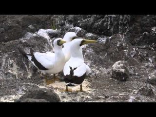 Ninhal dos atobás na ilha de Trindade