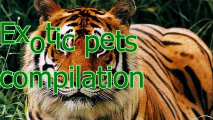 Even exotic animals can be pets - Unusual pets compilation