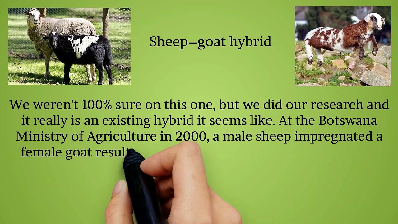 5 More Awesome Hybrid Animals