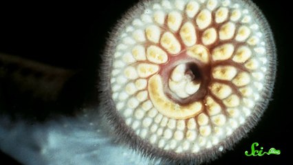 6 Surprising Blood-Drinking Animals