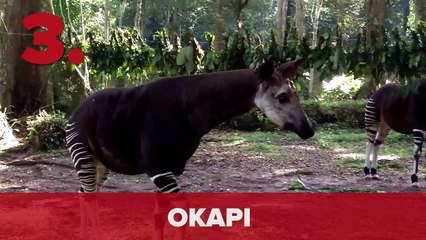 7 Extinct Animals That Were Rediscovered