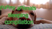 Animals are so funny when they sleep - Funny and cute animals compilation