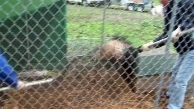 Big Cats and Other Exotic Animals Rescued in Kansas
