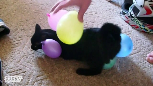 Break's Cutest Animals_ A Wins and Fails Compilation