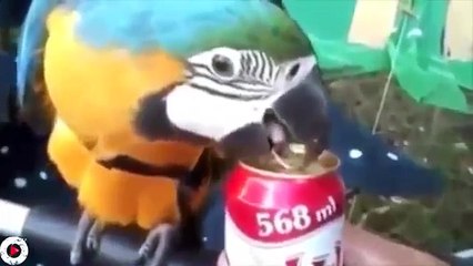 1001 cách mở bia độc đáo - 24gio.biz