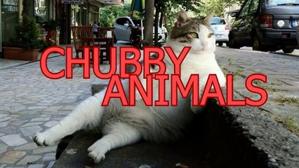Cute and chubby animals - Funny animal compilation