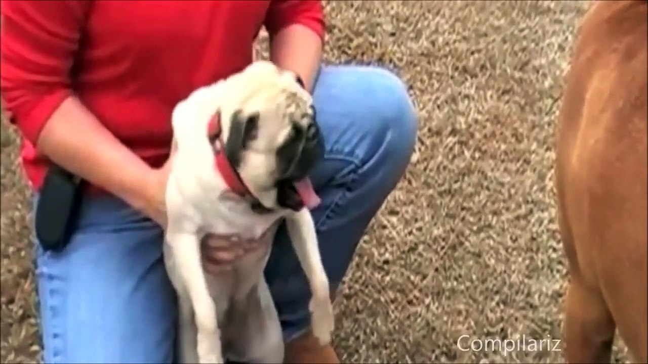 Screaming Animals Compilation