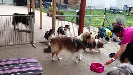 Dogs Patiently Wait to Be Called For Dinner