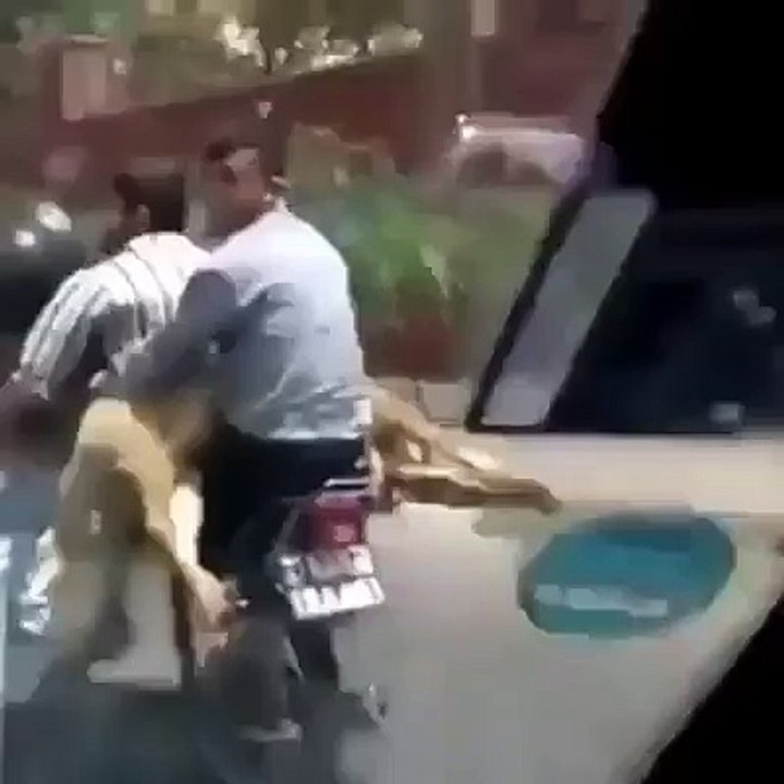 Bakra On Bike Wearing Helmets - Funny Videos