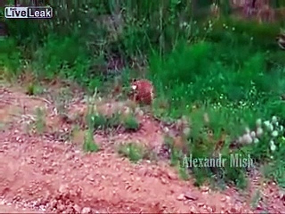 People saving animals compilation
