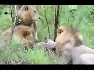 Animal Planet, Animal Planet Lions vs Hyenas Fight