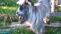 Funny Goats Video - Funny Goat Videos Ever - Funny Animals Video Compilation