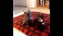 Funny Stupid People and Animals Funny Cats, Funny Dogs, Funny Vines, Funny Pranks 2014