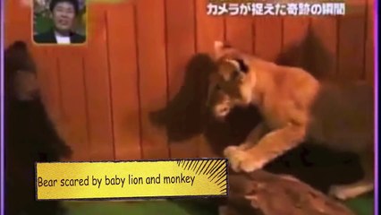 Scared animals compilation - MUST SEE!!