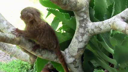 Vidéo Kawai : le ouistiti pygmée adore être brossé