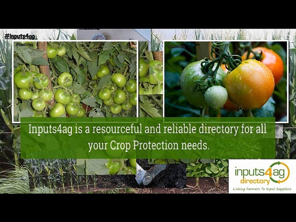 Tomato Farming in Kenya - Inputs4ag.com