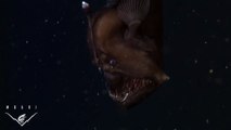 Première vidéo au monde d'une créature effrayante des abysses