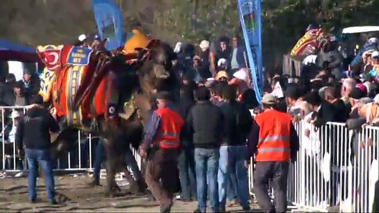 Arenaya sığmayan develer korkuttu