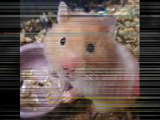 Funny Animals- Baby Angels