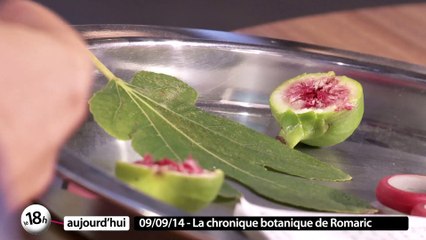 Le figuier - La chronique botanique de Romaric