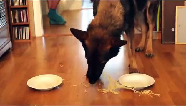 Dog Spaghetti Eating Contest : Golden Retriever vs German Shepherd