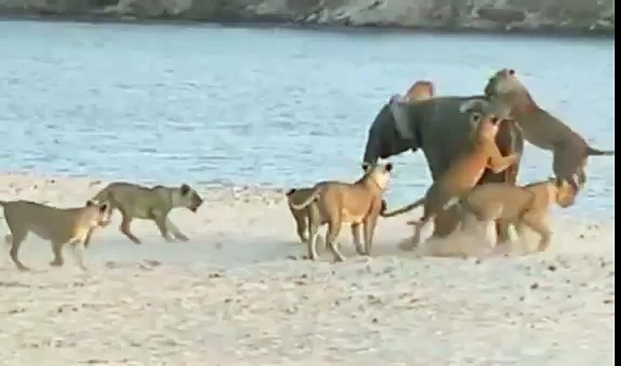 Elephant Survives Attack 14 Young Lion Than Killed by 2 Old Lion