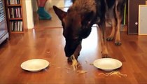 Spaghetti Eating Competition_ Golden Retriever vs German Shepherd