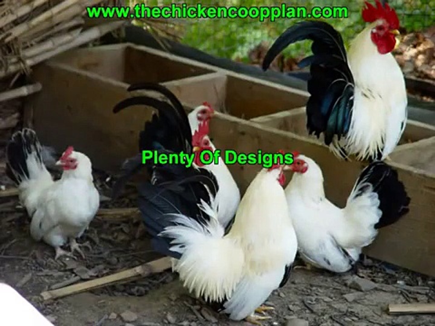 Latest News On Building a Chicken Coop