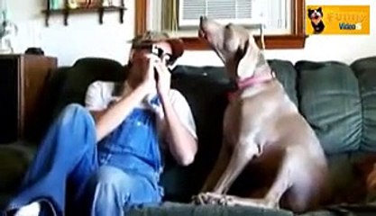 Dogs Singing Compilation 2014 - FUNNY VideoS 2014 - 720p