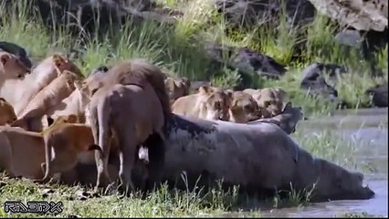 Aslan Timsahları Tırstırıyor  adamsın