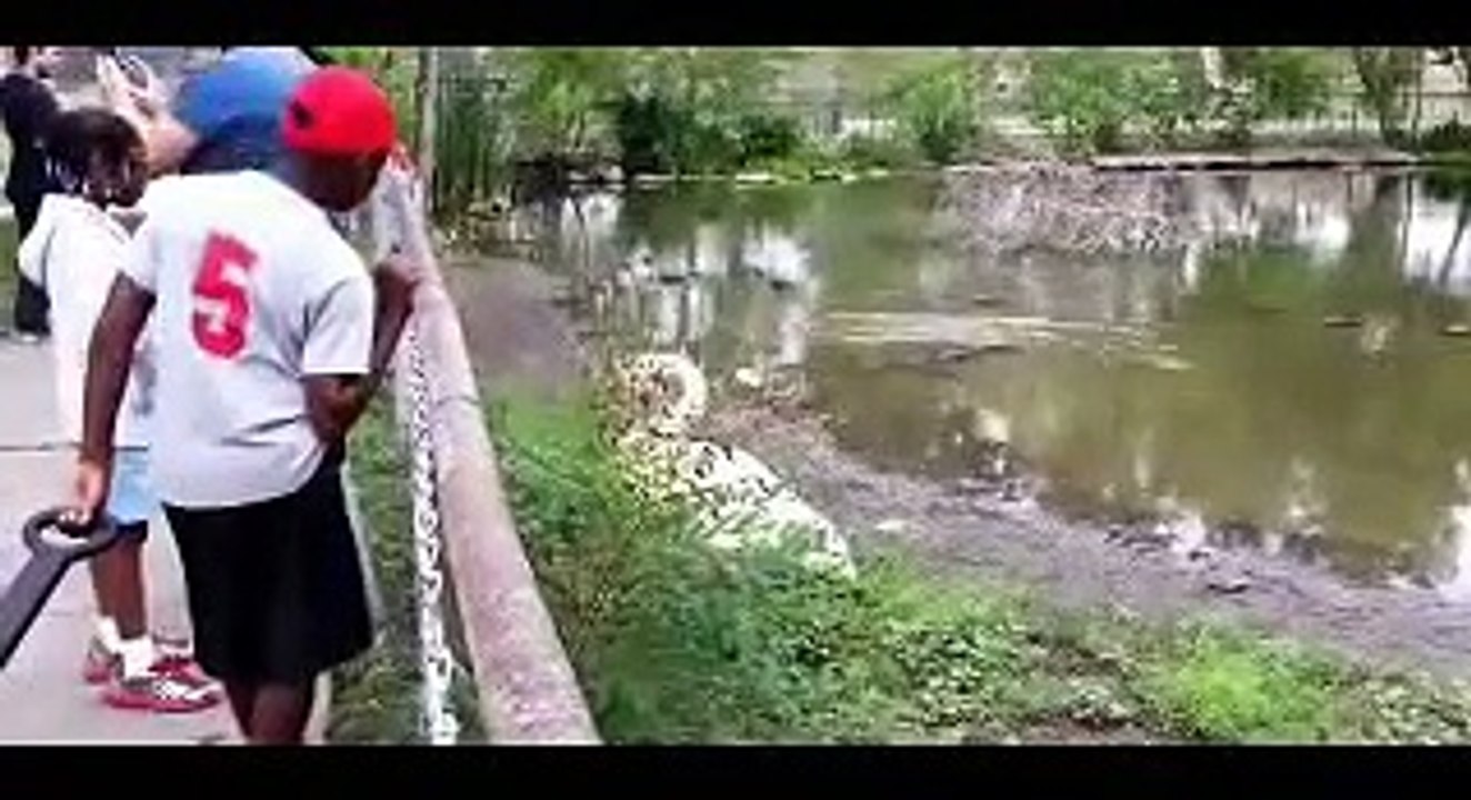 Swan Pecks Guy On The Back @ Very Amaizing Funny Video