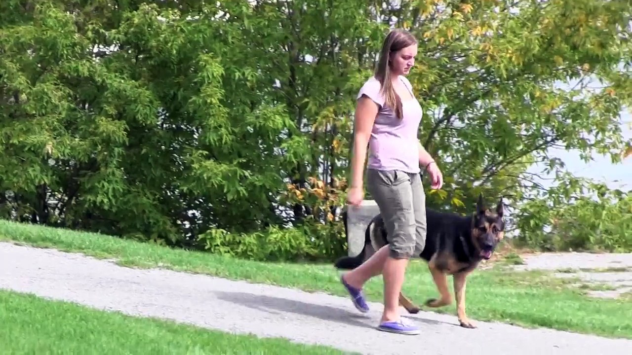 A DAY OUT WITH CC PROTECTION DOGS | CCPROTECTIONDOGS.COM