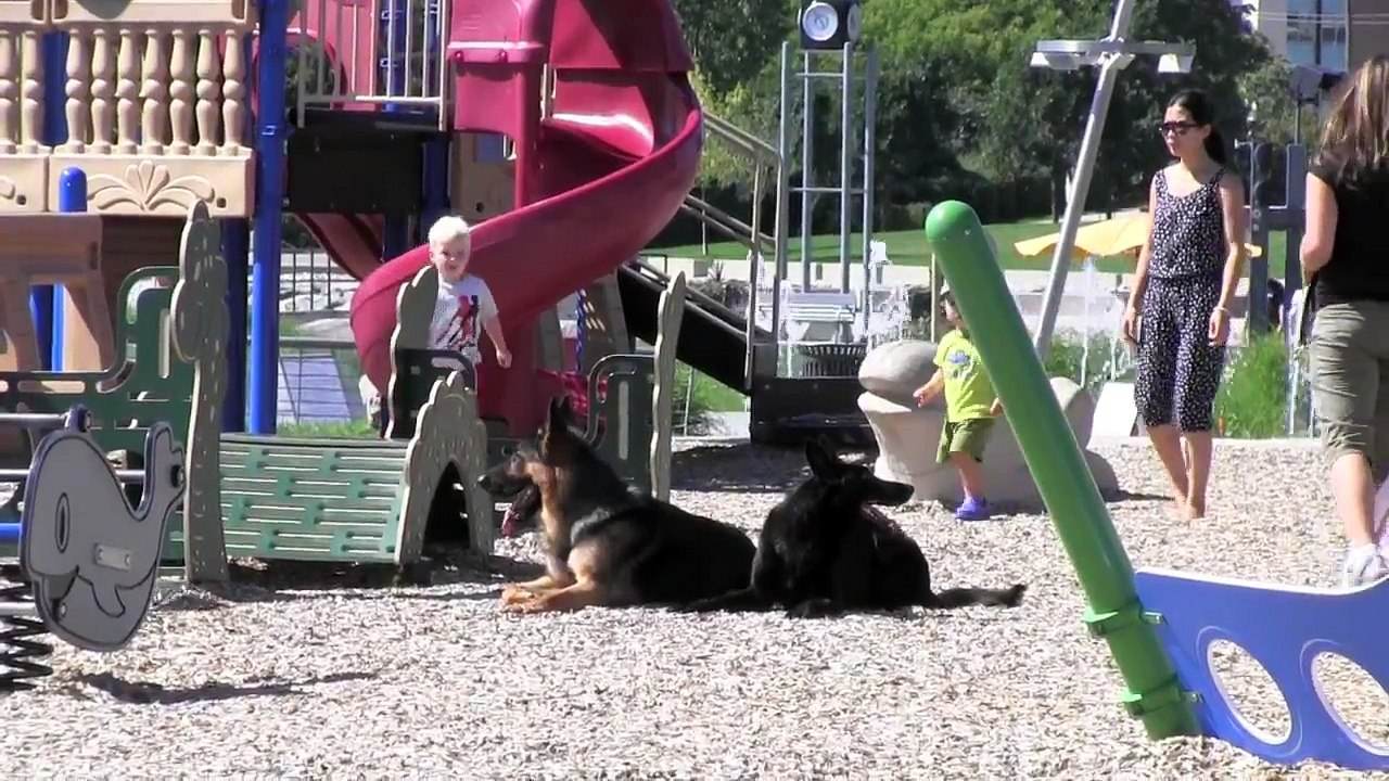 A DAY AT THE PARK WITH CC PROTECTION DOGS | CCPROTECTIONDOGS.COM