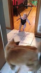 How CUte THis One  Must Watch A Dog Teaching to child how to jump