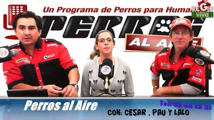 PERROS AL AIRE 22 DE NOV DEL 2014