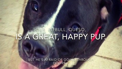 Ce chien a peur des portes