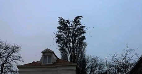 Harika Bir Doğa Gösterisi