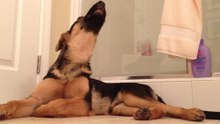 German Shepherd dog sings with his owner