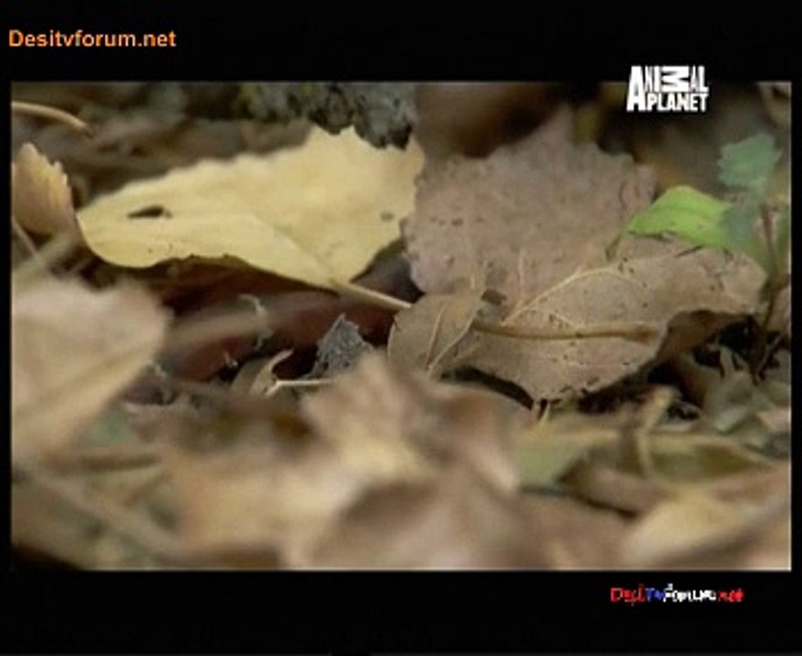 Biggest And Baddest 25th November 2014 Video Watch Online pt2