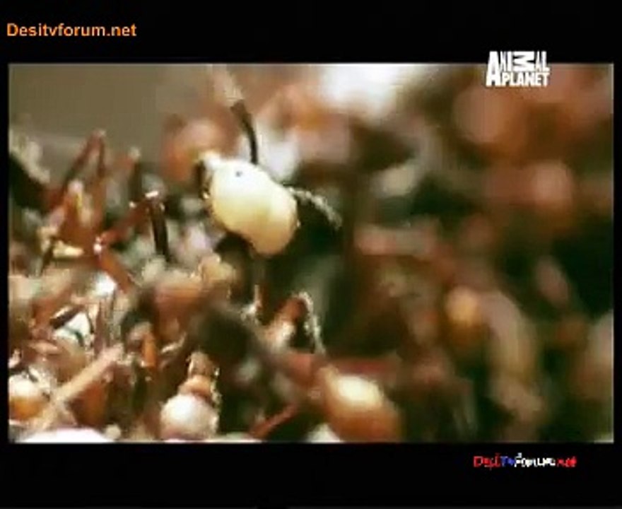 Biggest And Baddest 25th November 2014 Video Watch Online pt3