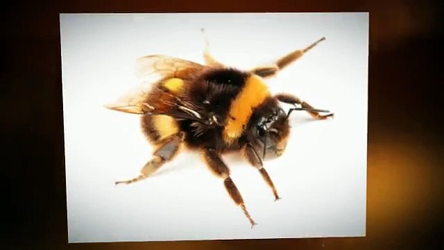 Advanced Pest Services (336) 202-6218