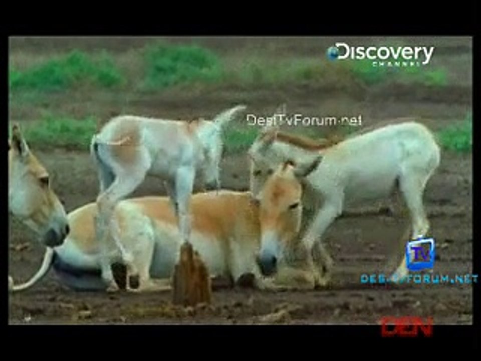 Wild Asia 25th November 2014 Video Watch Online pt3