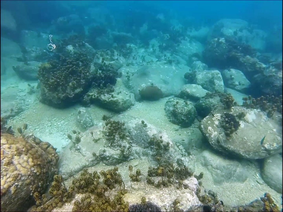 Requins à pointes noires - Ao Leuk - Thaïlande